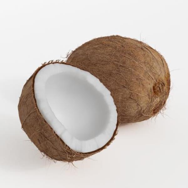 Coconut 3D Model - دانلود مدل سه بعدی نارگیل - آبجکت سه بعدی نارگیل - دانلود آبجکت نارگیل - دانلود مدل سه بعدی fbx - دانلود مدل سه بعدی obj -Coconut 3d model - Coconut 3d Object - Coconut OBJ 3d models - Coconut FBX 3d Models - میوه